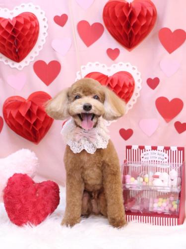 20240217バディくん